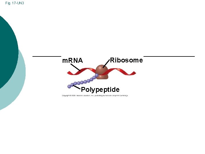Fig. 17 -UN 3 m. RNA Ribosome Polypeptide 