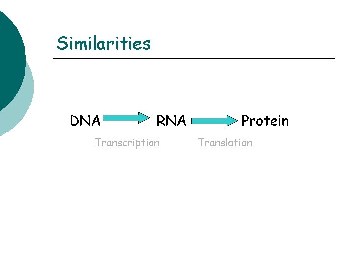 Similarities DNA RNA Transcription Protein Translation 