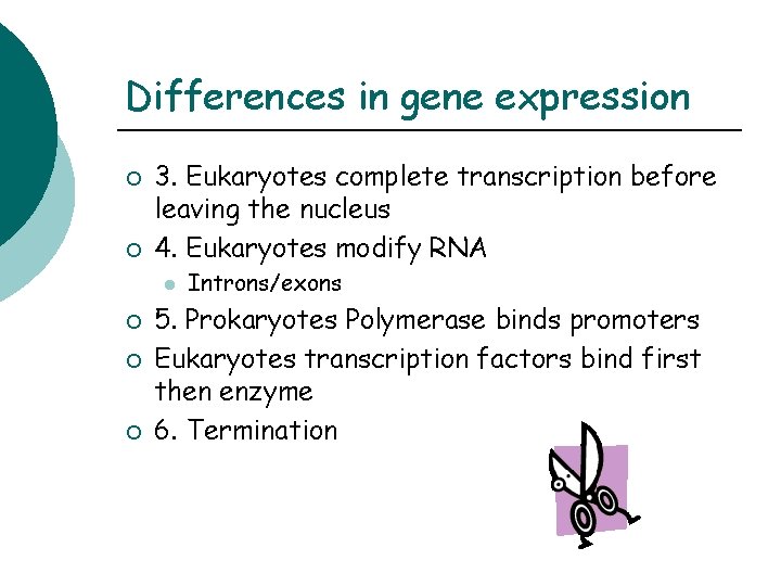 Differences in gene expression ¡ ¡ 3. Eukaryotes complete transcription before leaving the nucleus