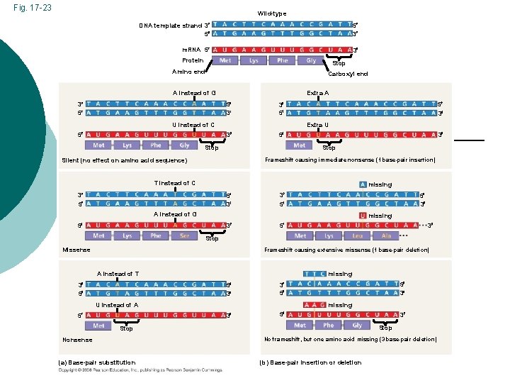 Fig. 17 -23 Wild-type DNA template strand 3 5 5 3 m. RNA 5