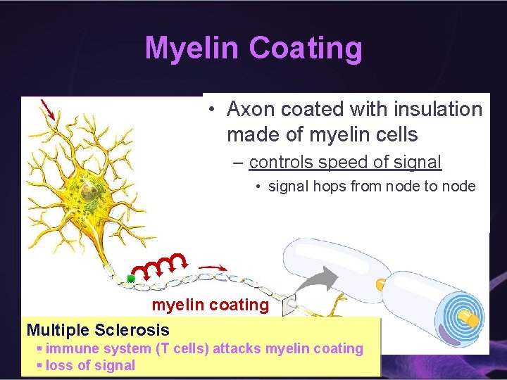 Myelin Coating • Axon coated with insulation made of myelin cells – controls speed