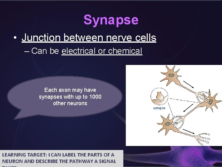 Synapse • Junction between nerve cells – Can be electrical or chemical Each axon