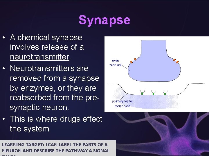 Synapse • A chemical synapse involves release of a neurotransmitter. • Neurotransmitters are removed