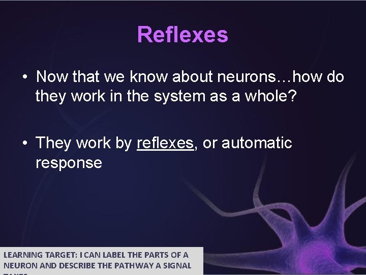 Reflexes • Now that we know about neurons…how do they work in the system