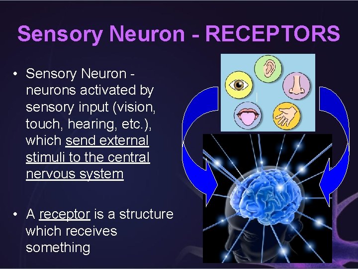 Sensory Neuron - RECEPTORS • Sensory Neuron neurons activated by sensory input (vision, touch,
