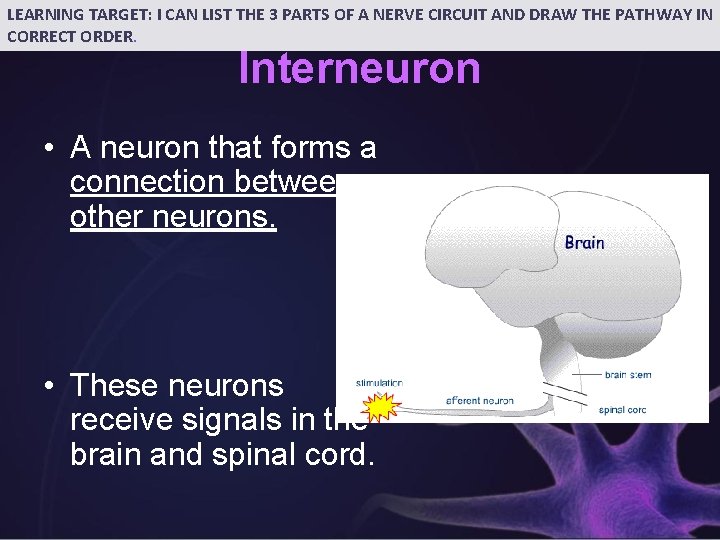 LEARNING TARGET: I CAN LIST THE 3 PARTS OF A NERVE CIRCUIT AND DRAW
