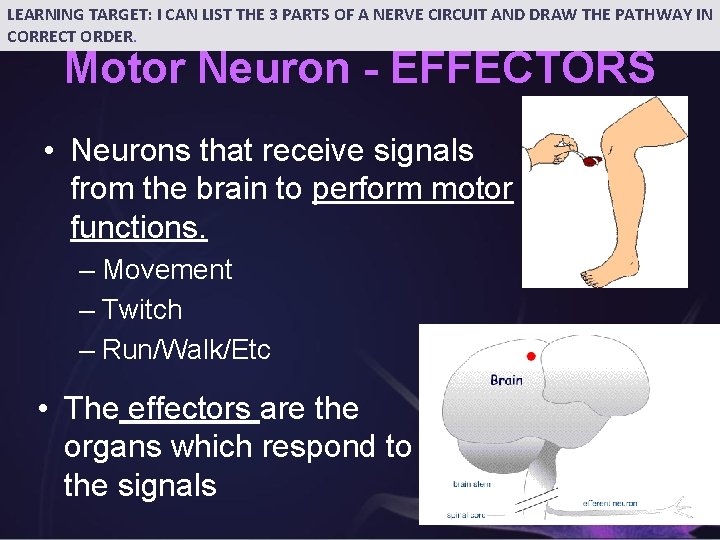 LEARNING TARGET: I CAN LIST THE 3 PARTS OF A NERVE CIRCUIT AND DRAW