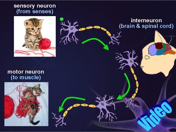 sensory neuron (from senses) interneuron (brain & spinal cord) motor neuron (to muscle) 