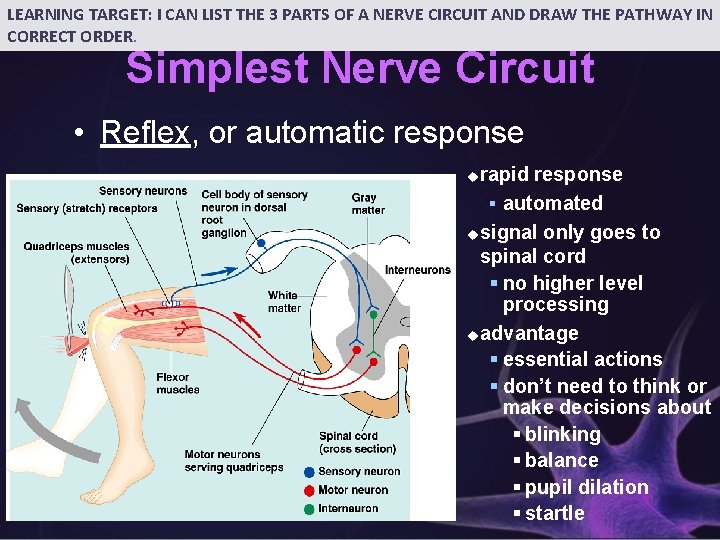 LEARNING TARGET: I CAN LIST THE 3 PARTS OF A NERVE CIRCUIT AND DRAW