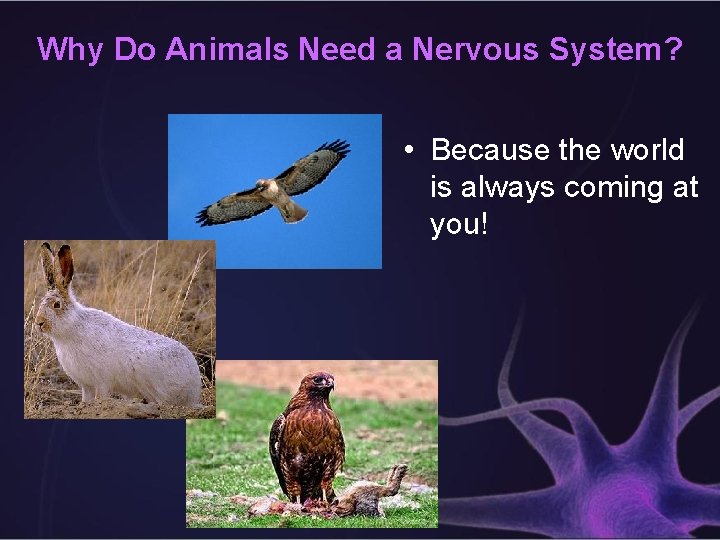 Why Do Animals Need a Nervous System? • Because the world is always coming