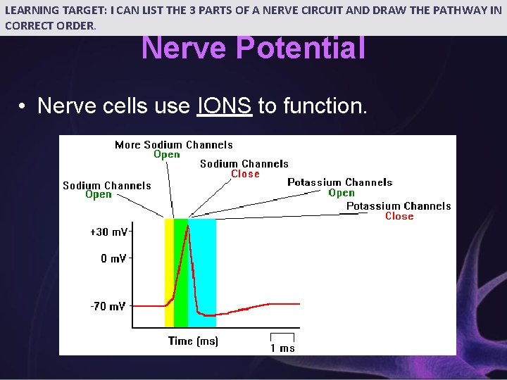 LEARNING TARGET: I CAN LIST THE 3 PARTS OF A NERVE CIRCUIT AND DRAW