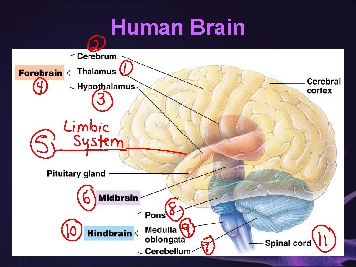 Human Brain 