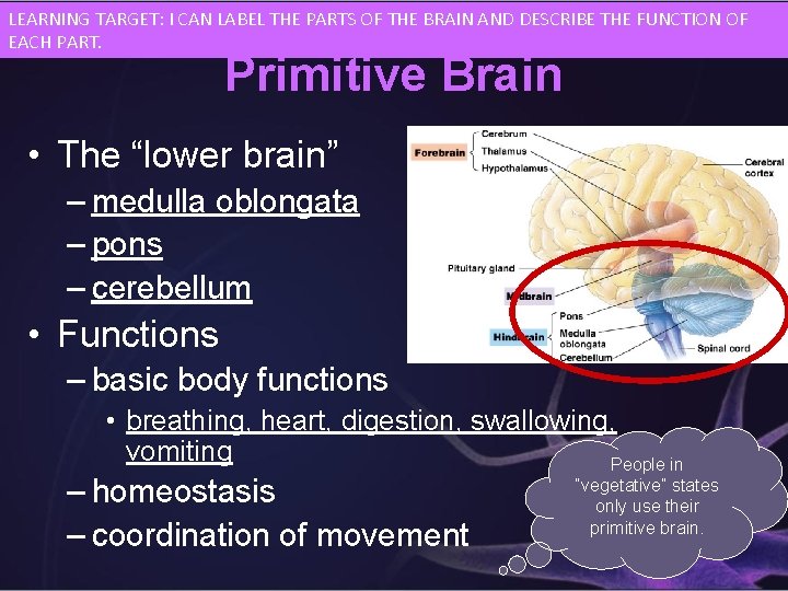 LEARNING TARGET: I CAN LABEL THE PARTS OF THE BRAIN AND DESCRIBE THE FUNCTION