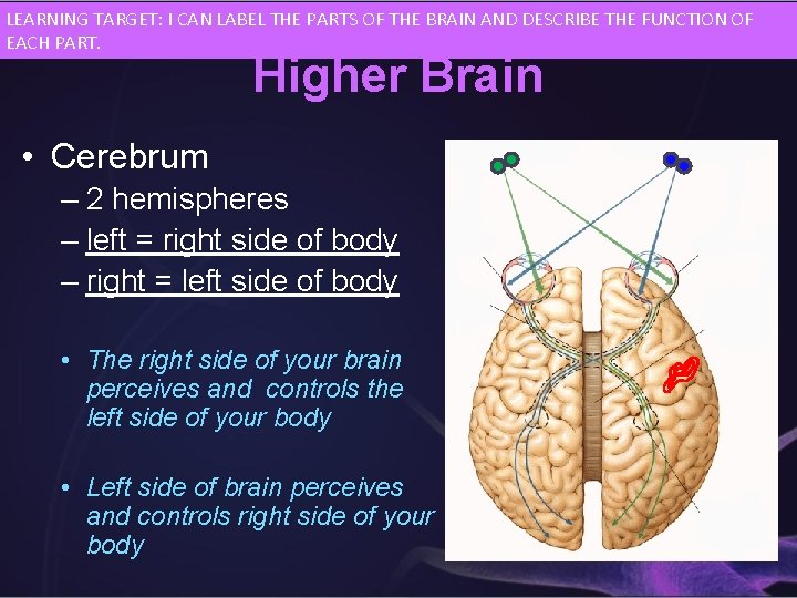 LEARNING TARGET: I CAN LABEL THE PARTS OF THE BRAIN AND DESCRIBE THE FUNCTION
