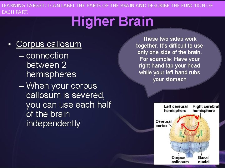 LEARNING TARGET: I CAN LABEL THE PARTS OF THE BRAIN AND DESCRIBE THE FUNCTION
