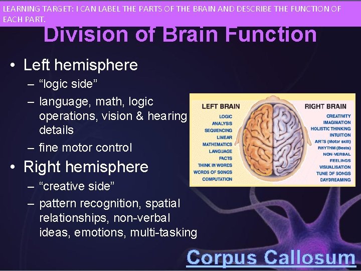 LEARNING TARGET: I CAN LABEL THE PARTS OF THE BRAIN AND DESCRIBE THE FUNCTION