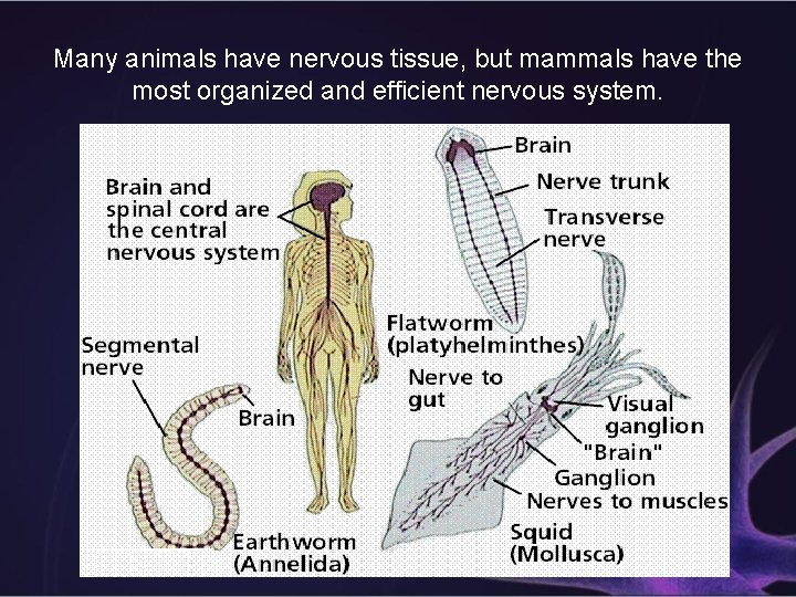 Many animals have nervous tissue, but mammals have the most organized and efficient nervous