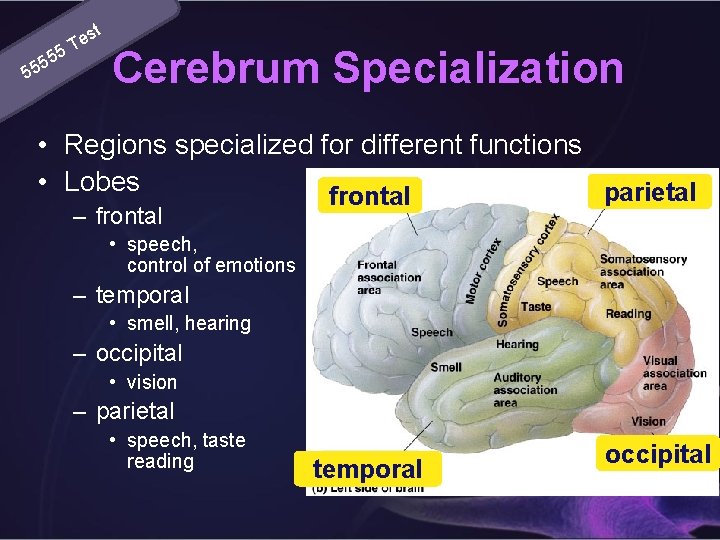 e 5 T 55 55 st Cerebrum Specialization • Regions specialized for different functions