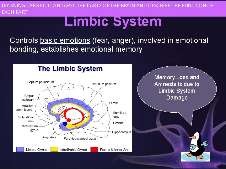 LEARNING TARGET: I CAN LABEL THE PARTS OF THE BRAIN AND DESCRIBE THE FUNCTION