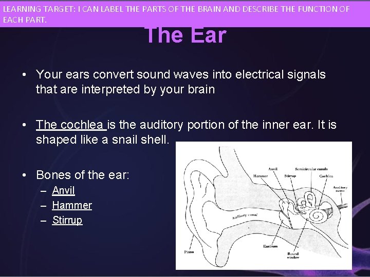 LEARNING TARGET: I CAN LABEL THE PARTS OF THE BRAIN AND DESCRIBE THE FUNCTION