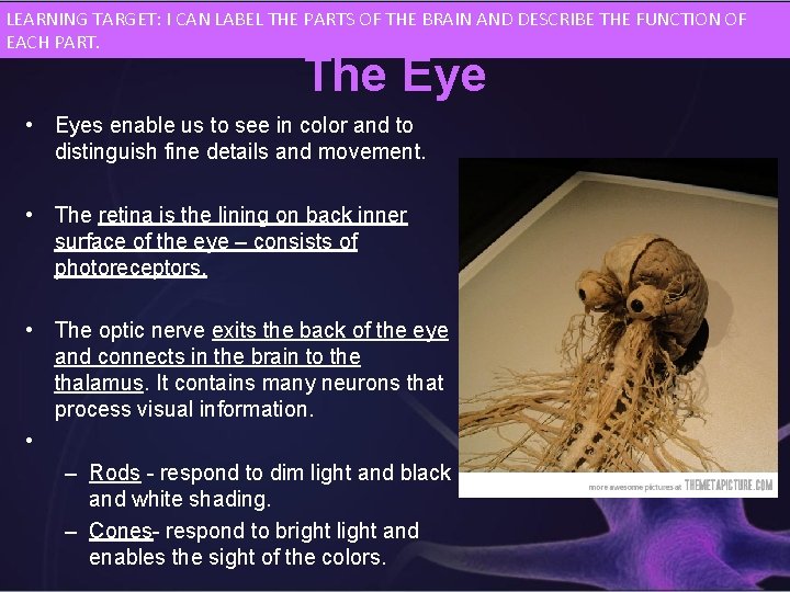 LEARNING TARGET: I CAN LABEL THE PARTS OF THE BRAIN AND DESCRIBE THE FUNCTION