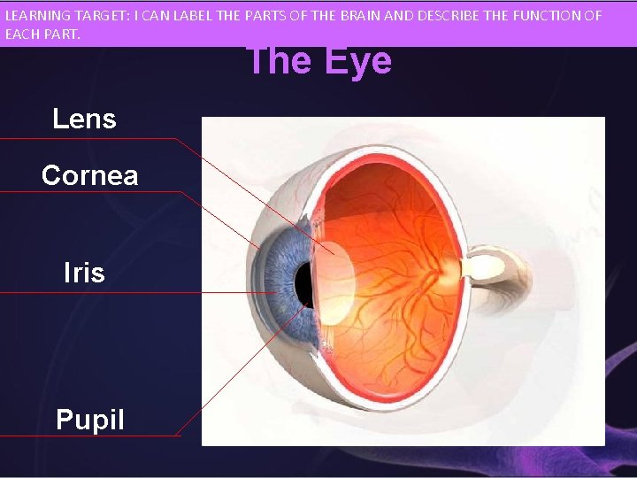 LEARNING TARGET: I CAN LABEL THE PARTS OF THE BRAIN AND DESCRIBE THE FUNCTION