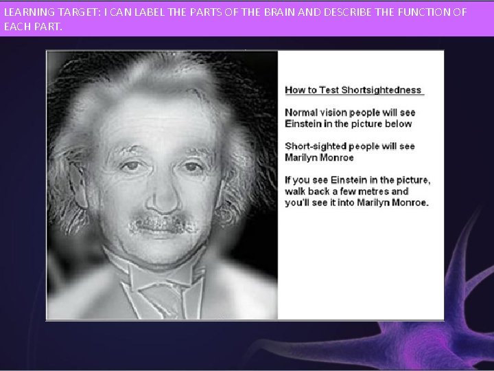 LEARNING TARGET: I CAN LABEL THE PARTS OF THE BRAIN AND DESCRIBE THE FUNCTION