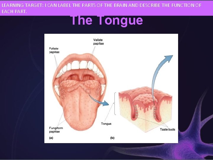 LEARNING TARGET: I CAN LABEL THE PARTS OF THE BRAIN AND DESCRIBE THE FUNCTION