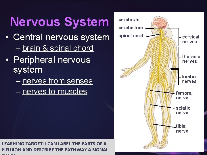 Nervous System • Central nervous system – brain & spinal chord • Peripheral nervous