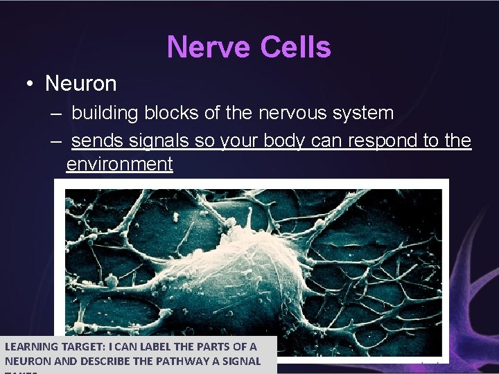 Nerve Cells • Neuron – building blocks of the nervous system – sends signals