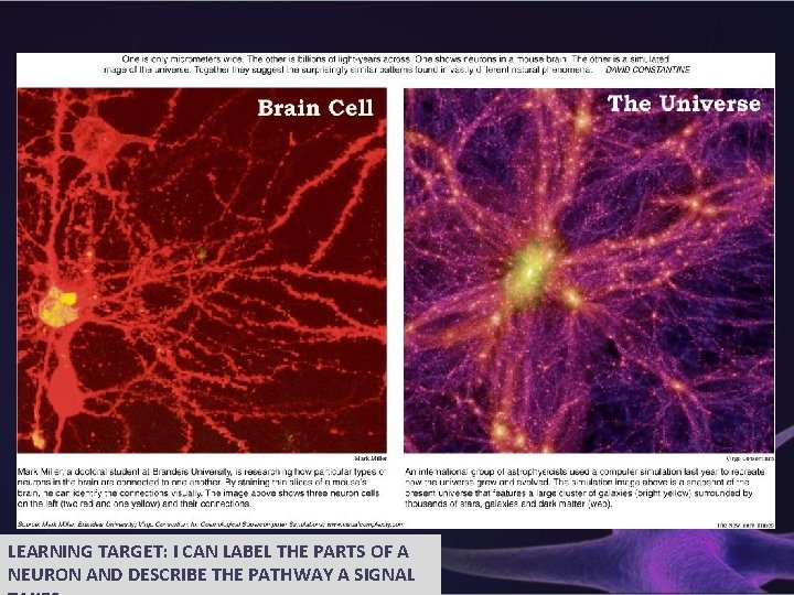 LEARNING TARGET: I CAN LABEL THE PARTS OF A NEURON AND DESCRIBE THE PATHWAY