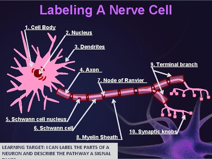 Labeling A Nerve Cell 1. Cell Body 2. Nucleus 3. Dendrites 9. Terminal branch
