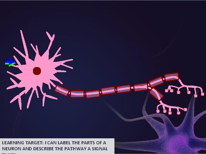LEARNING TARGET: I CAN LABEL THE PARTS OF A NEURON AND DESCRIBE THE PATHWAY