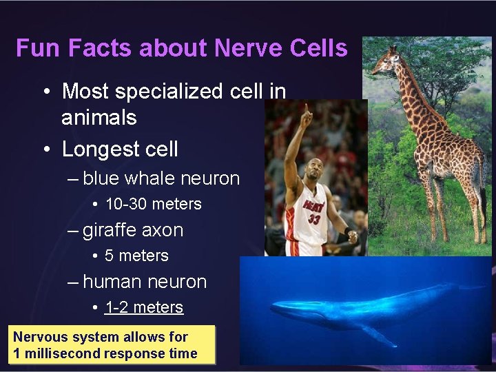 Fun Facts about Nerve Cells • Most specialized cell in animals • Longest cell