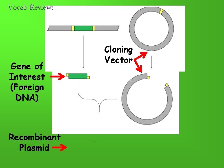 Vocab Review: Gene of Interest (Foreign DNA) Recombinant Plasmid Cloning Vector 