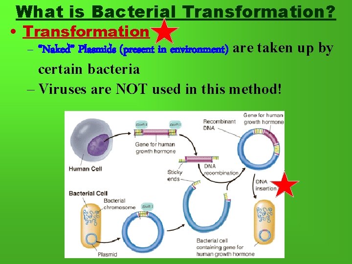 What is Bacterial Transformation? • Transformation – “Naked” Plasmids (present in environment) are taken