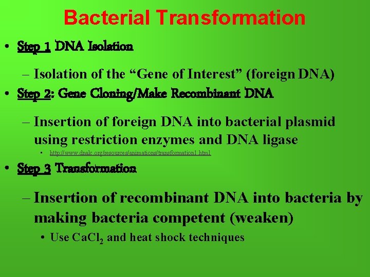 Bacterial Transformation • Step 1 DNA Isolation – Isolation of the “Gene of Interest”