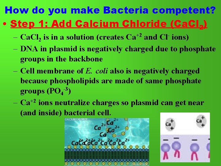How do you make Bacteria competent? • Step 1: Add Calcium Chloride (Ca. Cl