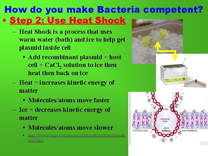 How do you make Bacteria competent? • Step 2: Use Heat Shock – Heat