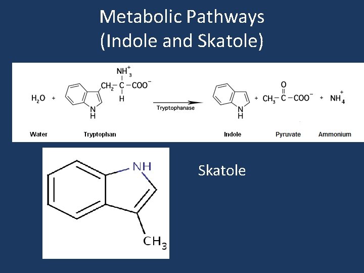 Metabolic Pathways (Indole and Skatole) Skatole 