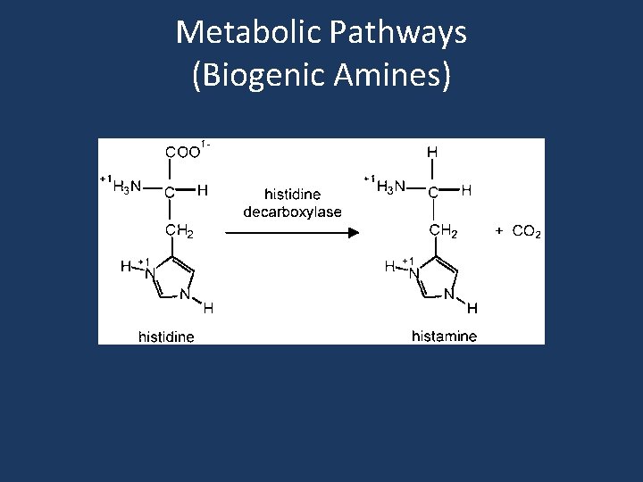 Metabolic Pathways (Biogenic Amines) 