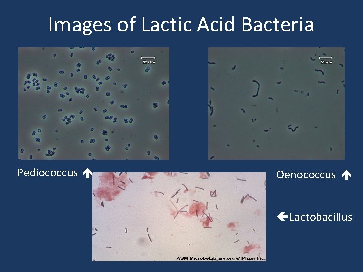 Images of Lactic Acid Bacteria Pediococcus Oenococcus Lactobacillus 