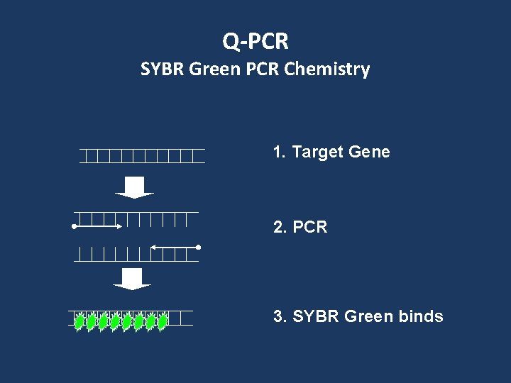 Q-PCR SYBR Green PCR Chemistry 1. Target Gene 2. PCR 3. SYBR Green binds