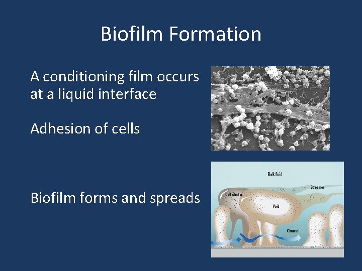 Biofilm Formation u A conditioning film occurs at a liquid interface u Adhesion of
