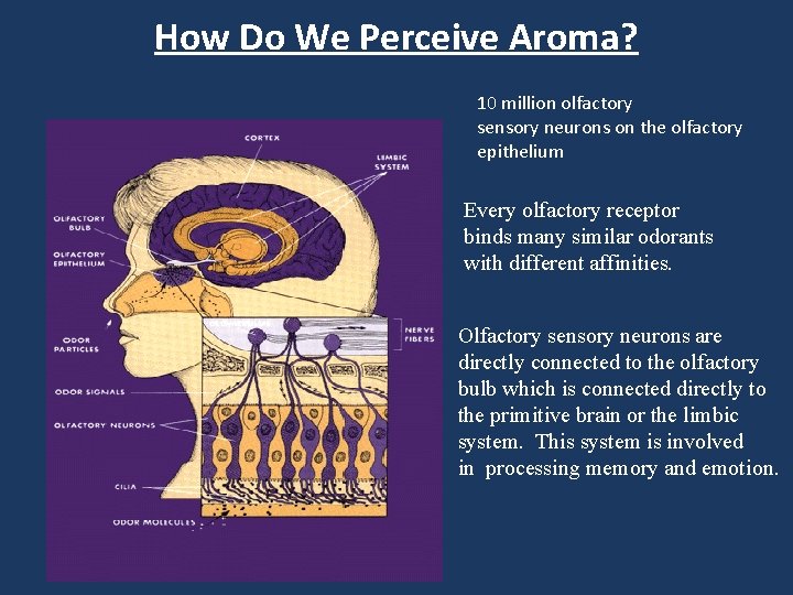 How Do We Perceive Aroma? 10 million olfactory sensory neurons on the olfactory epithelium