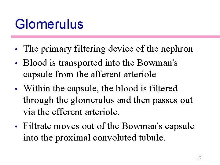 Glomerulus • • The primary filtering device of the nephron Blood is transported into