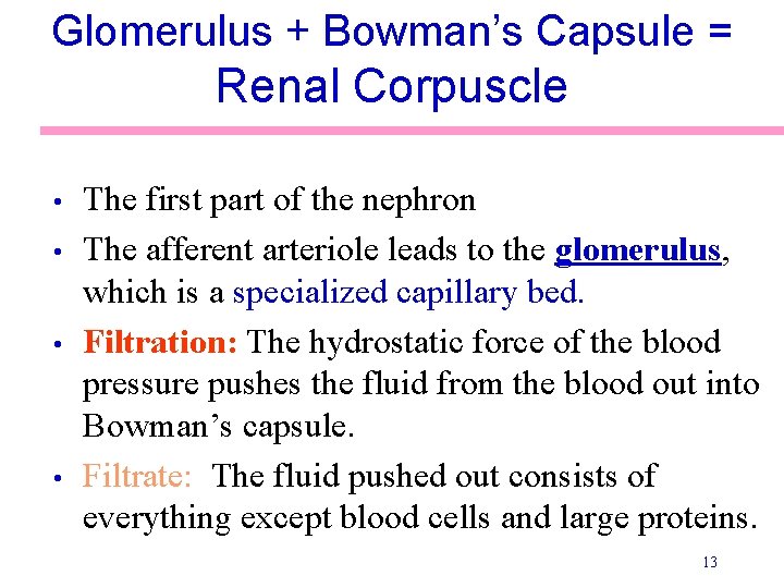 Glomerulus + Bowman’s Capsule = Renal Corpuscle • • The first part of the