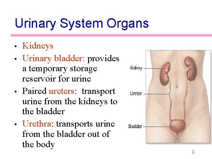 Urinary System Organs • • Kidneys Urinary bladder: provides a temporary storage reservoir for