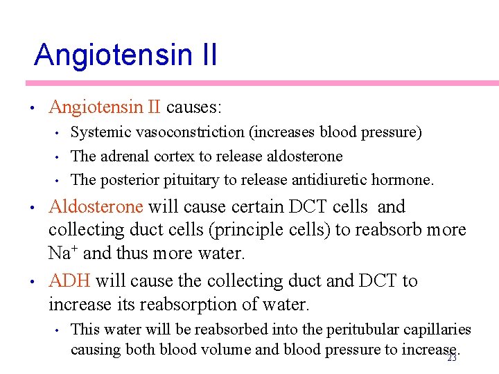 Angiotensin II • Angiotensin II causes: • • • Systemic vasoconstriction (increases blood pressure)