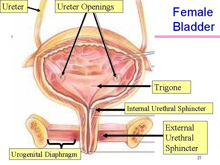 Ureter Openings Female Bladder Trigone Internal Urethral Sphincter Urogenital Diaphragm External Urethral Sphincter 25